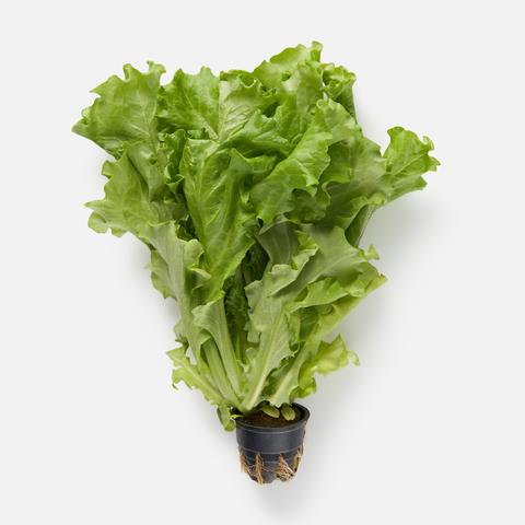 Изображение товара Салат, в горшочке, 1 шт.