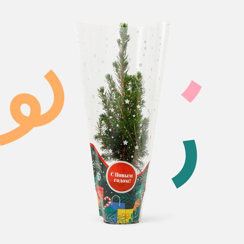 Изображение товара Ель Коника, в горшке